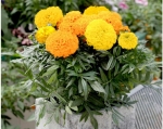 super dwarf 20cm f1 african marigold seeds