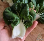 super dwarf pak choi seeds