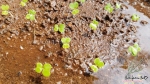 super dwarf pak choi seeds