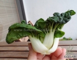 super dwarf pak choi seeds