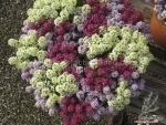 sweet alyssum mix seeds