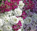 sweet alyssum mix seeds