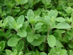 sweet marjoram seeds