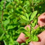 sweet marjoram seeds