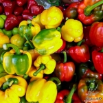sweet pepper mix seeds
