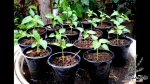 sweet pepper mix seeds