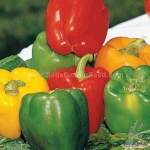 sweet pepper mix seeds