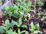 sweet william tall double dianthus seeds