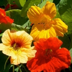 tall mix nasturtium seeds