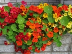 tall mix nasturtium seeds