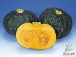 taste master f1 squash seeds