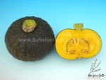 taste master f1 squash seeds