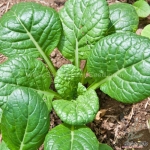 tatsoi mustard seeds