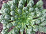 tatsoi mustard seeds