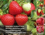 temptation f1 strawberry seeds