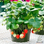 temptation f1 strawberry seeds