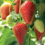 temptation f1 strawberry seeds