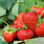 temptation f1 strawberry seeds