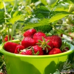 temptation f1 strawberry seeds