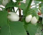 thai golden oblong egg eggplant seeds