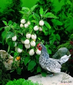 thai golden oblong egg eggplant seeds