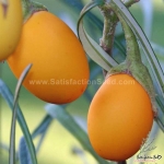 thai golden oblong egg eggplant seeds