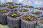 thai golden oblong egg eggplant seeds