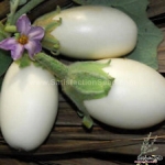 thai golden oblong egg eggplant seeds