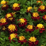 tiger eyes african marigold seeds