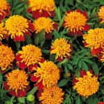 tiger eyes african marigold seeds