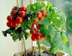 tiny tim tomato seeds