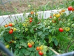 tiny tim tomato seeds