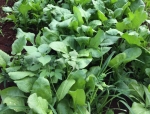 topnotch heat resistant spinach seeds