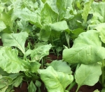 topnotch heat resistant spinach seeds