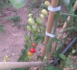 tropruby f1 tomato seeds