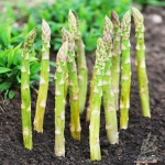 uc 157 asparagus seeds