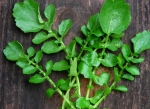 upland cress seeds