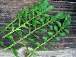 upland cress seeds