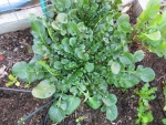 upland cress seeds