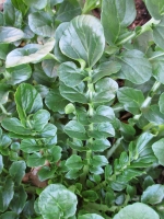 upland cress seeds