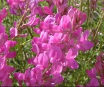 utah sweetvetch seeds