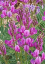 utah sweetvetch seeds