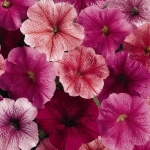 veined petunia seeds