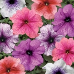 veined petunia seeds