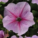 veined petunia seeds