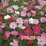 venice mix super dwarf cosmos seeds