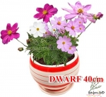 venice mix super dwarf cosmos seeds