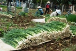 vietnamese fragrance bunching onion seeds