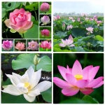 vietnamese aquatic mix lotus seeds