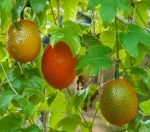 vietnamese gac melon seeds